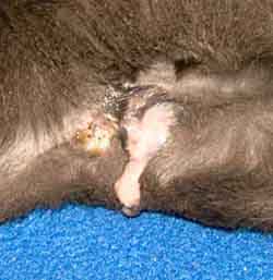 Vieze uitvloeiing uit de vagina bij een kat met een baarmoederontsteking